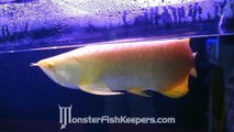 Albino Xback Golden Arowana : Unoaquatic : Aquarama 2009 : MonsterFishKeepers.com : HD Quality