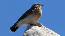 Ptice Hrvatske - Bjeloguza (Oenanthe sp.) (Birds of Croatia - Wheatear) (5/7)
