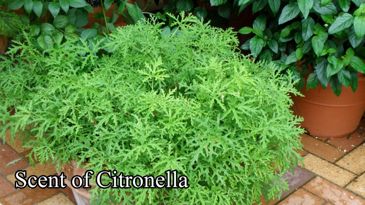 Mosquito Dr.na Mazhar (Dr of alternative medicine)