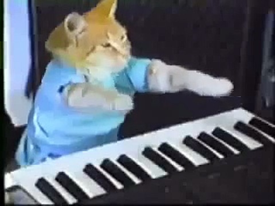 FUNNY VIDEOS Funny Cats Funny Cat Videos Funny Animals _quot;funny videos_quot?syndication=228326