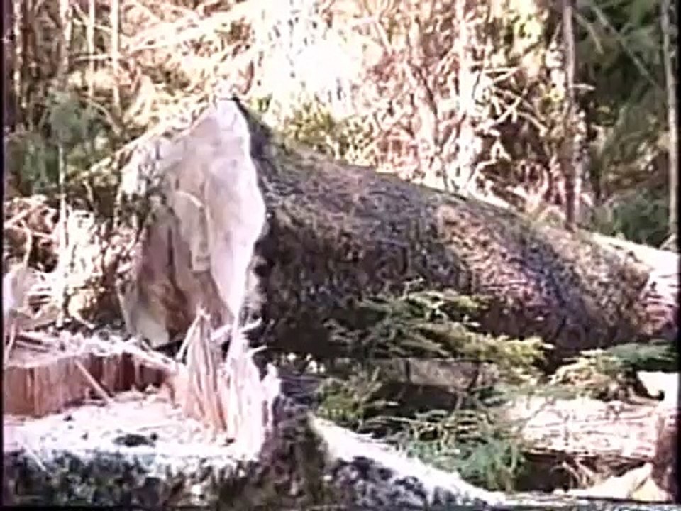 Logging big timber in Alaska