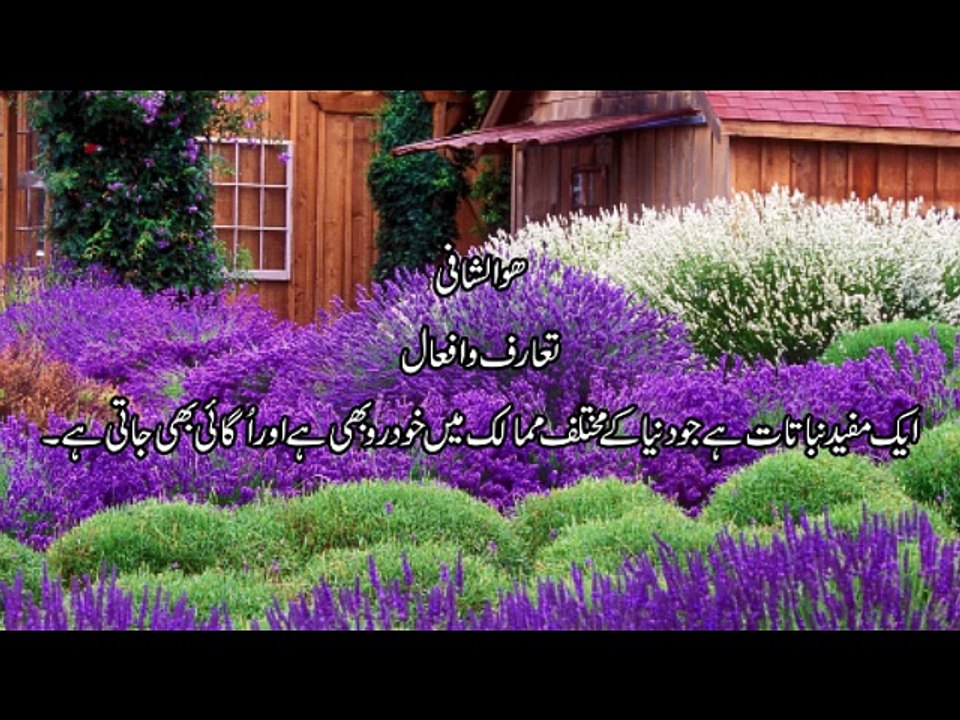 Lavender Flower Dr.na Mazhar (Dr of alternative medicine)