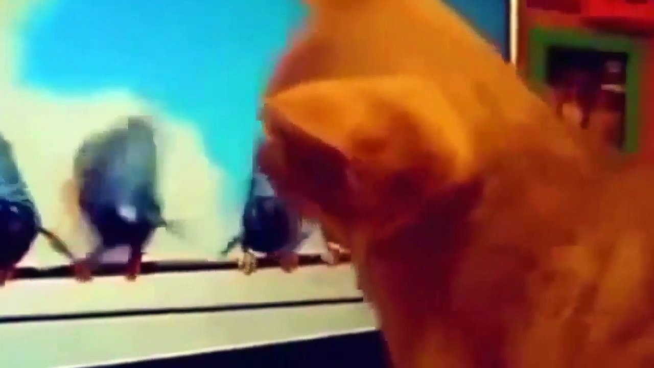 funny cat vines series
