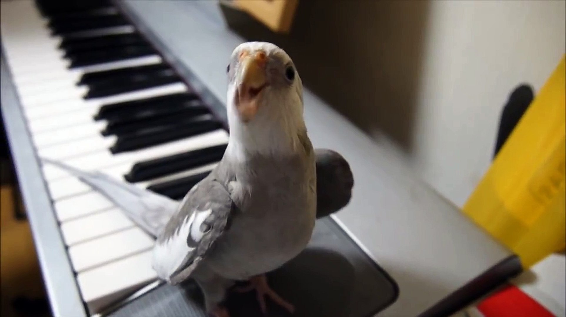 ⁣オカメインコ　ぽこちゃん　cockatiel singing Totoro