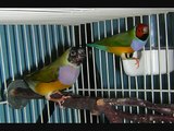 Lady Gouldian Finch Song