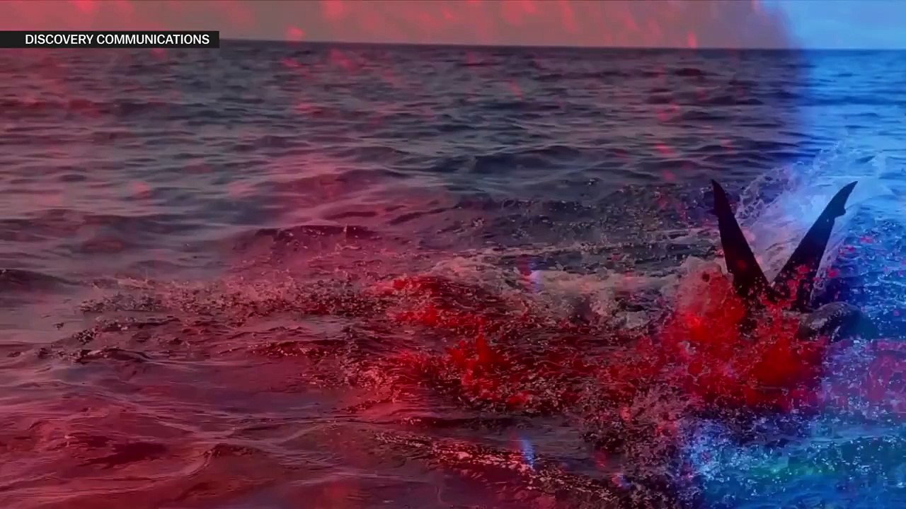 Does Megalodon still exist? Shark Week debunked