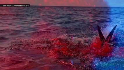 Does Megalodon still exist? Shark Week debunked