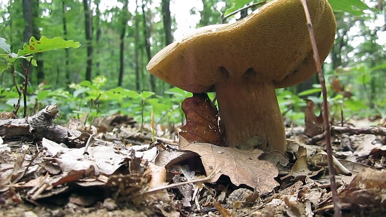 Funghi porcini sorprendete #6