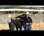 Re-Training the Standardbred Horse