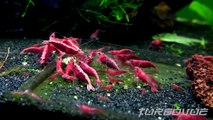 Beautiful Painted Fire Red Cherry Shrimp Feeding HD