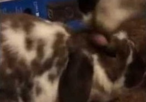 Cat Gives Bunny an Unusual Bath