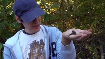 Herping With Dylan: Fall Salamanders