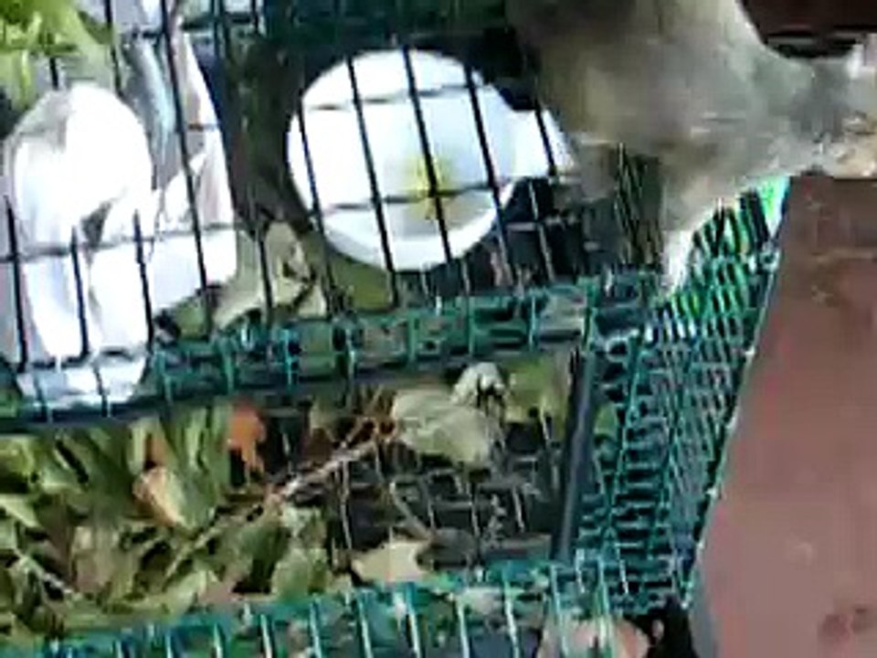 What's That Noise? Squirrel Investigates Chipmunk...