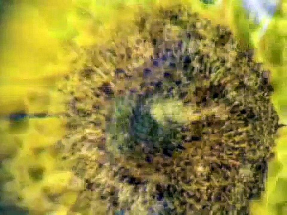 Flight of the Bumble Bee