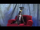 Cal the Greyhound - Looking for a Long Term Commitment