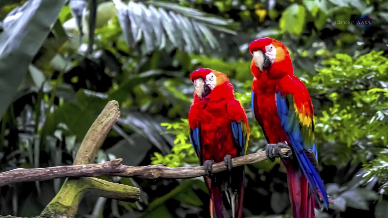 ScienceCasts - Desert Dust Feeds Amazon Forests - HD