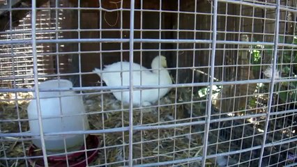 Ducklings Hatching!  Cute Cute Cute!