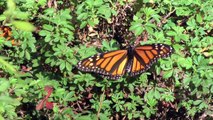 Monarch Butterfly Migration to Mexico