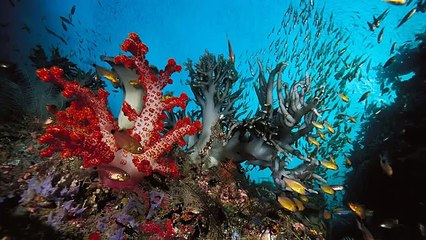 Shukran ya Rabi Shukran