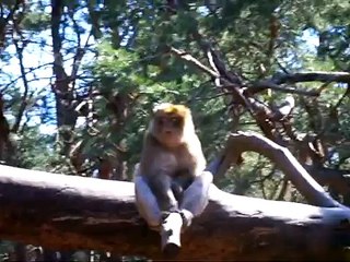 Perverser Affe