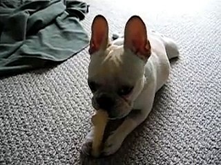 Percy uses his hands. I mean paws.