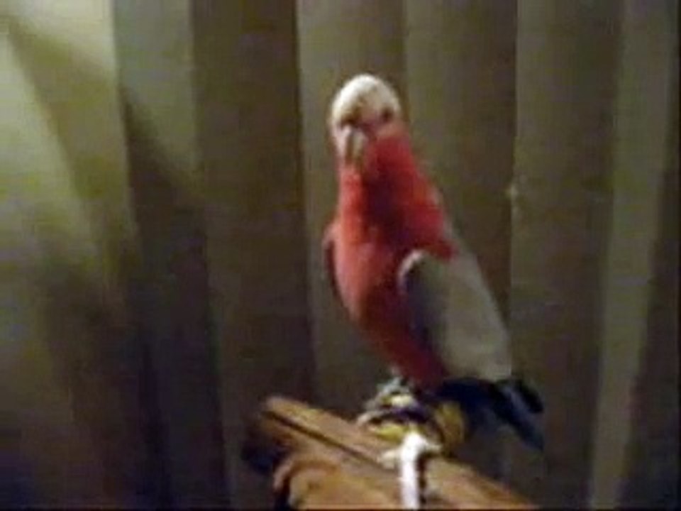 Funny Parrot