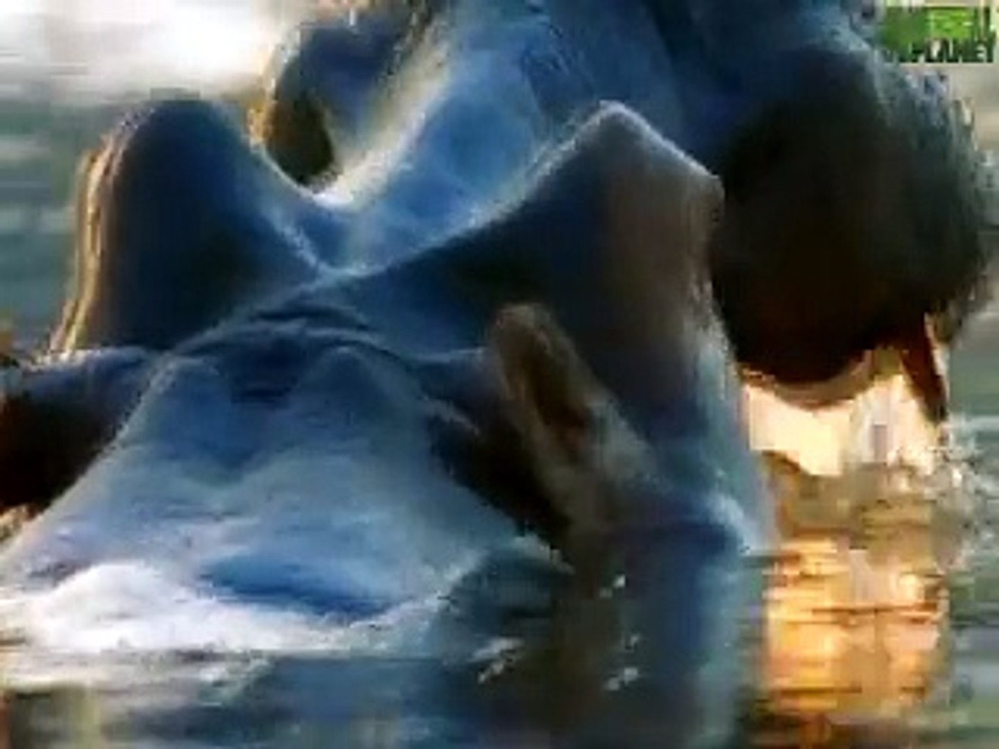 Animal Face Off Hippo Vs Bull Shark Video Dailymotion