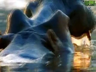 Animal Face-Off: Hippo vs. Bull Shark