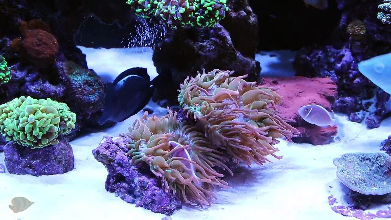 Marine Depot Featured Tank: Matt's Fully Loaded 300 Gallon Mixed Reef