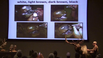 Testas Tuesday Tips Night at The Museum The End!!