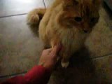 Layne Staley the Maine Coon Cat Doing Tricks