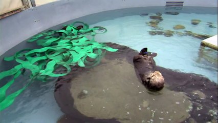 Sea Otter Orphan Gets Adopted
