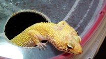 Leopard Gecko Eggs and Hatchlings