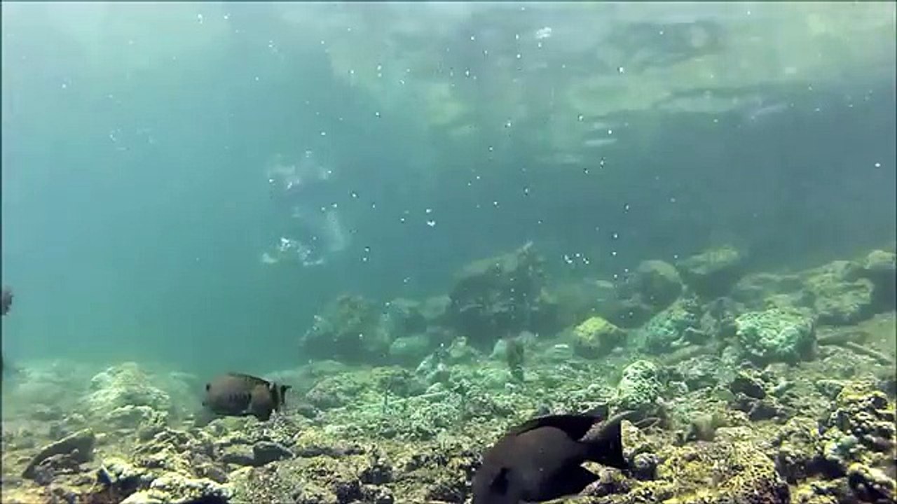 "SHARK ATTACK!": Scuba Diving with Man-Eating Sharks Underwater HD (TRUTH vs MYTHS)