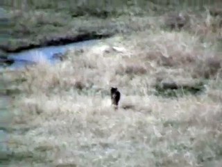 Lone wolf battles four coyotes