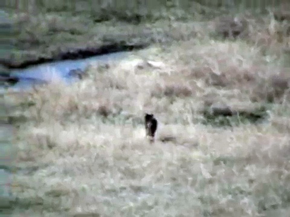Lone wolf battles four coyotes