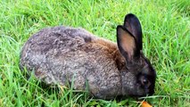 Big Black Rabbit Eating Carrot