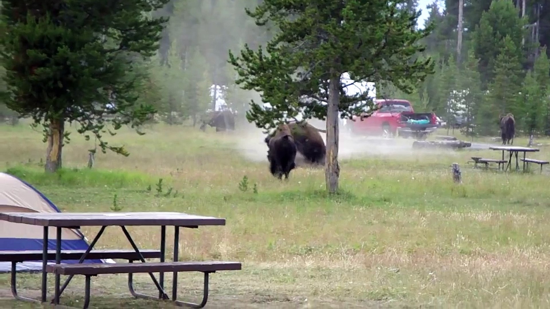 Combat Bison camping Yellowstone Aout 2010