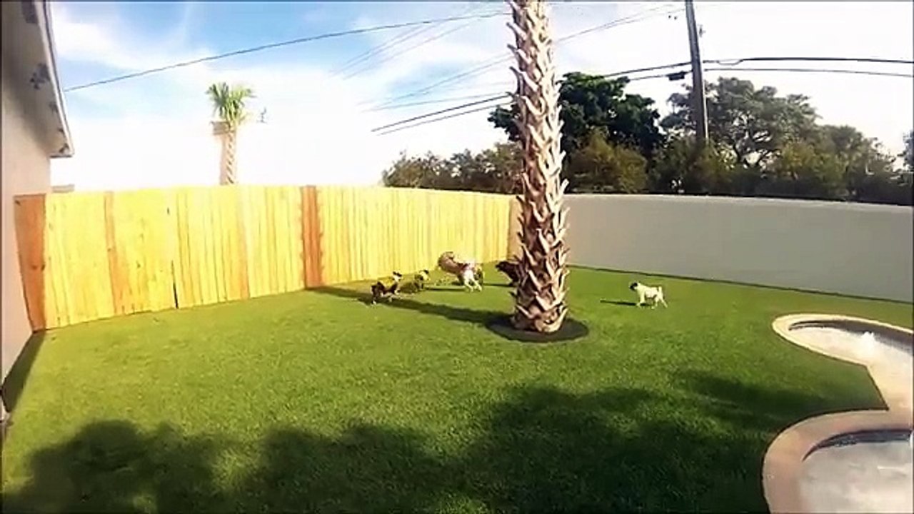 Furry Paws Fort Lauderdale