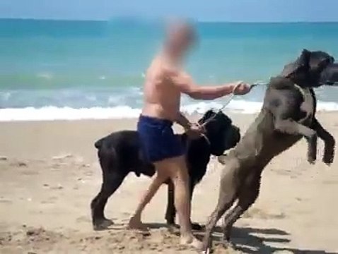 Neapolitan Mastiff and Cane Corso team