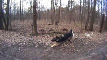 Slow motion of running dog