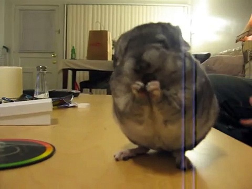 Chinchilla with Raisin