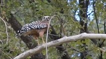 Red Shouldered Hawk Eating Alligator Lizard Slow Motion V16700