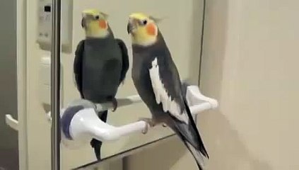 ジャパネットを歌うオカメインコぽ〜ちゃん
