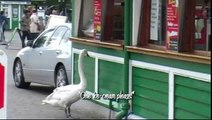 Hand Feeding Swans on Lake Windermere