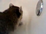 Raccoon with an obsession