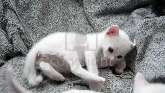 Chatons Jouant Sur Tissu Court Métrage, Clip libre, séquences Vidéo HD. Image 35420263