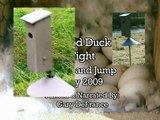 Wood Duck Fight!!  Eggs hatch!  Ducklings jump!