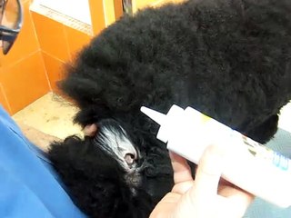 CIM Formación - Depilación del canal auditivo en perros