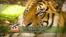 Rove McManus - Sumatran tigers